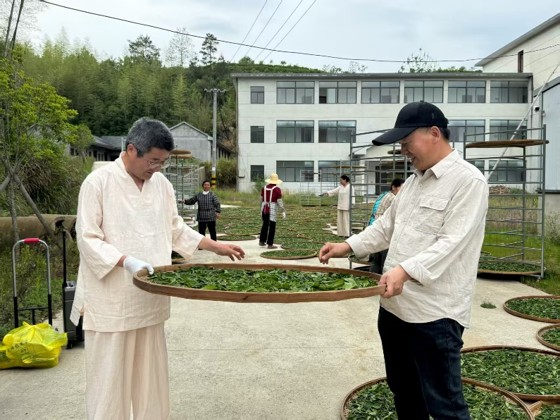 安徽省茶文化研究会学术委员会主任章传政担任徽茶宣传大使